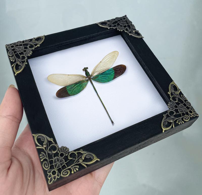 Framed Green Dragonfly Damselfly Beetle Bug Entomology Wall Hanging Home Décor for Insect lovers art home