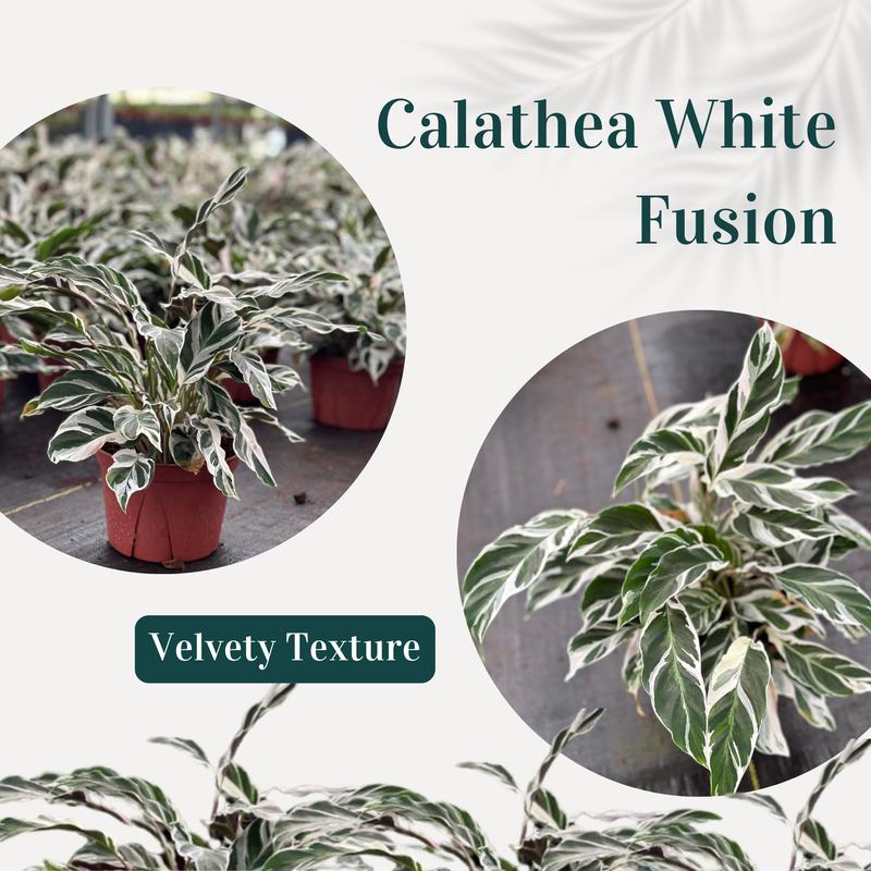 Calathea White Fusion 6” Live Plant – Beautifully Unique Indoor Plant with Striking Leaf Patterns, Great for Beginners and Plant Lovers