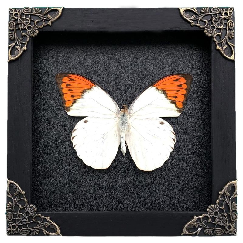 Framed Orange White Butterfly Handmade Shadow Box Gothic Decor Gift Bug Oddity Witchy Wall Hanging Home Decor Room Collection