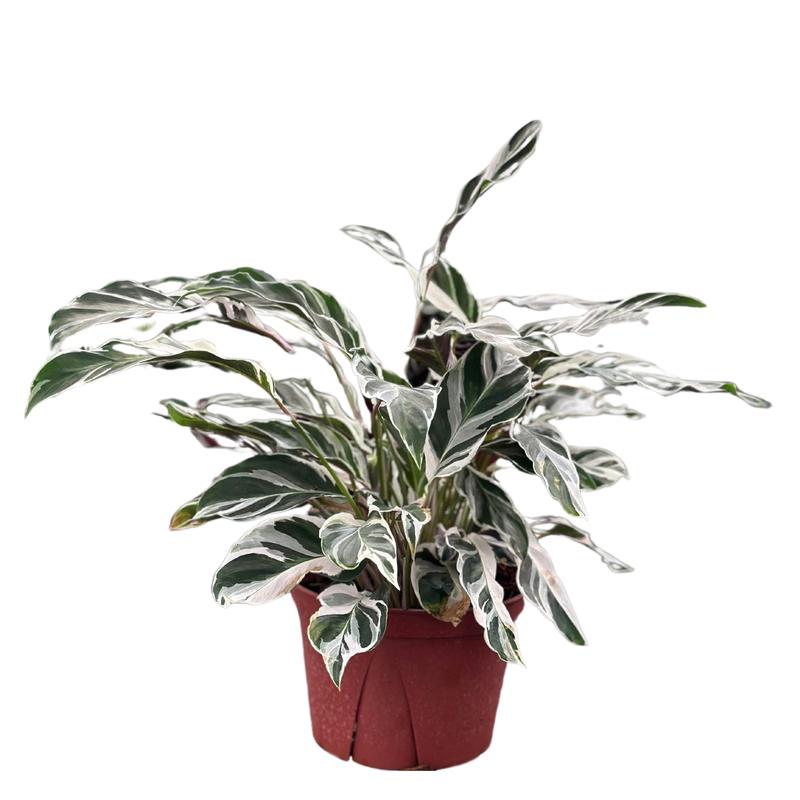 Calathea White Fusion 6” Live Plant – Beautifully Unique Indoor Plant with Striking Leaf Patterns, Great for Beginners and Plant Lovers