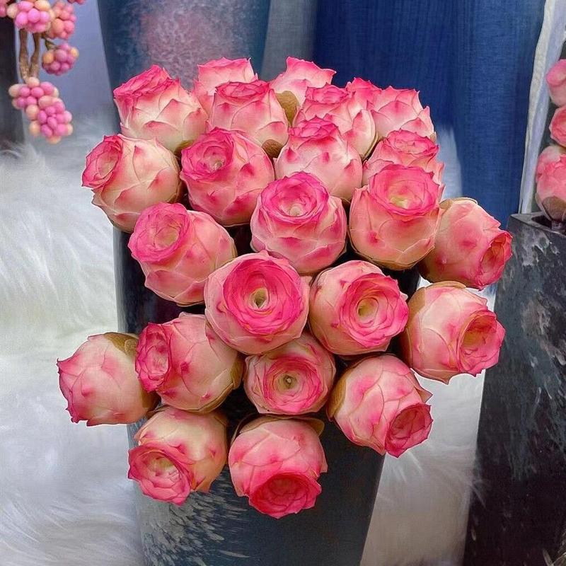 1000 Pcs Mixed Colors Succulent Rose Rare Succulent Plant Seed Group Multi-Headed Wine Glass Rose Office Desktop Good to Keep in All Seasons Colorful Decor