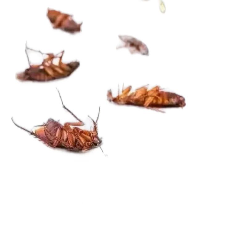 Roaches Killer for Safe Home - Effective Solution for Pests Control - Good for Killing Roaches