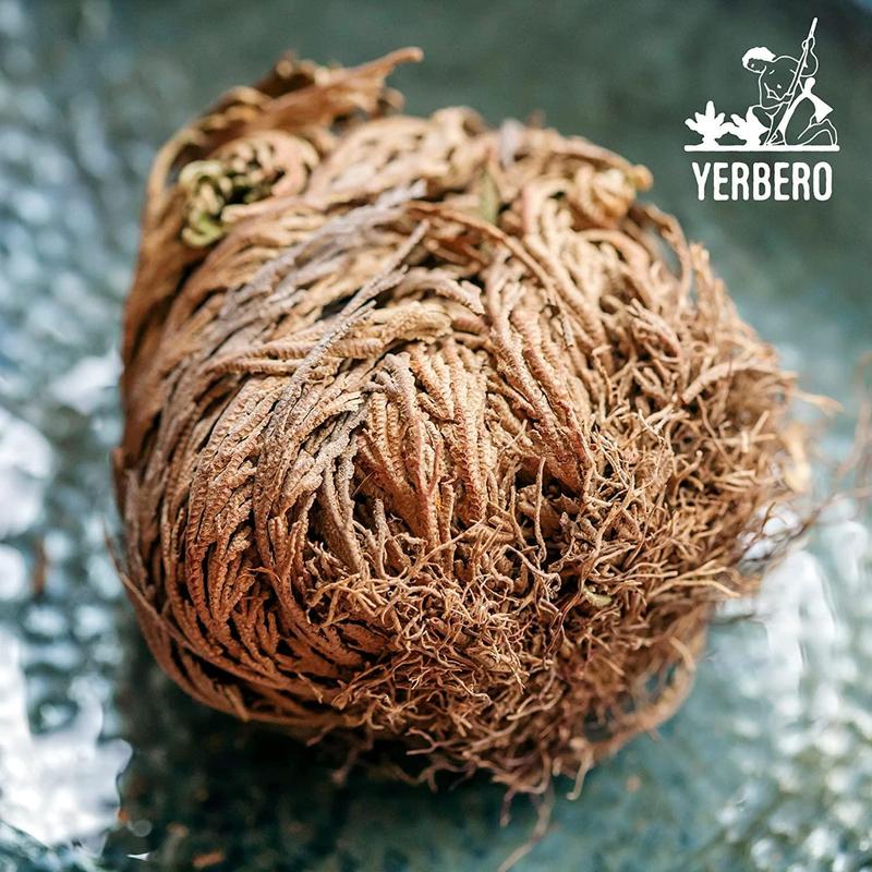 Yerbero - 6 Pack Big Rose Jericho Dried Flower 2.5''-3.5'' | Selaginella Lepidophylla | Resurrection Plant | Jumbo Size Dried Rose | Abundance, Prosperity, Sacred Rose, Doradilla Plant | 3.5'' - 6''