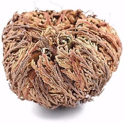 Yerbero - 6 Pack Big Rose Jericho Dried Flower 2.5''-3.5'' | Selaginella Lepidophylla | Resurrection Plant | Jumbo Size Dried Rose | Abundance, Prosperity, Sacred Rose, Doradilla Plant | 3.5'' - 6''