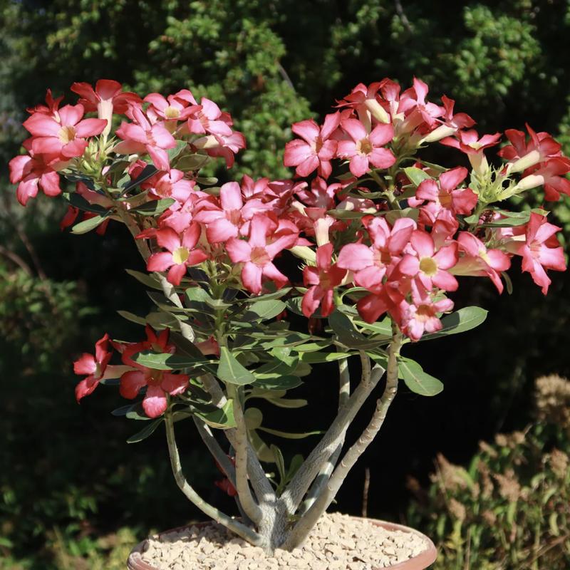 Adenium Obesum Desert Rose +6” Tall 2