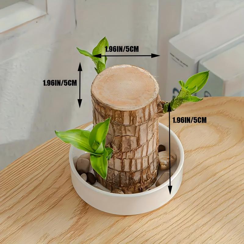 Brazilian wood decorations, Brazilian lucky wood, mini Brazilian lucky wood with tray and mystery doll, purify indoor air, mini potted plant decorations, suitable for home office desktop, not moldy in transit