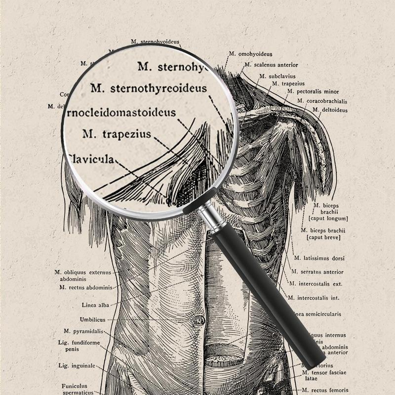 Anatomy Pattern Unframed Painting, 8 Counts set Human Anatomy Vintage Canvas Poster, Modern Wall Art for Home Office Bar Hospital School Decoration, Bedroom Decor