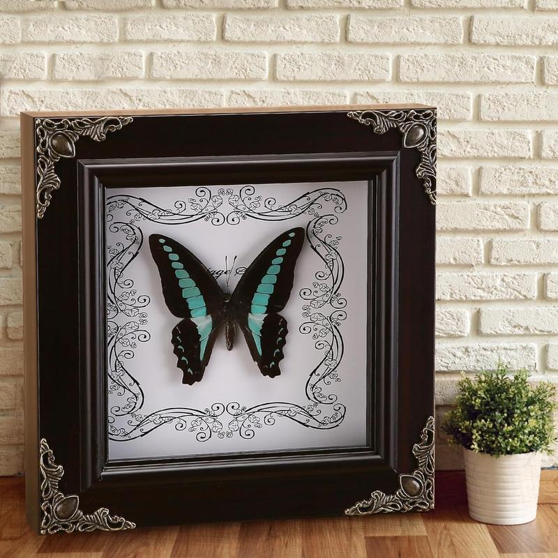 Real Butterfly Framed Handmade, Real Butterfly Specimen Shadow Box Collection, Framed Butterfly Taxidermy for Wall Art Decoration (G_Blue Swallowtail Butterfly)