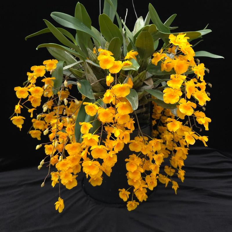 Dendrobium aggregatum( Dendrobium lindleyi)