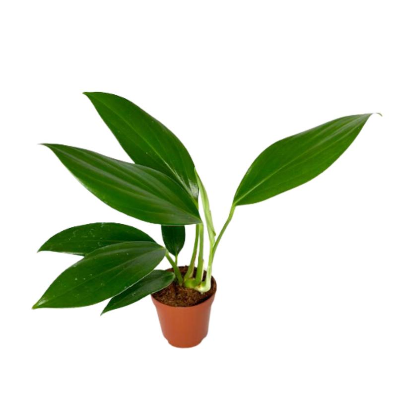 Rhaphidophora Decursiva 2” Live Plant – Easy-Care Greenery for Indoor Décor and Tropical Vibes