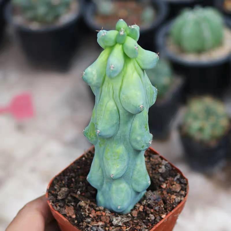 Unique Boobie Cactus (Tall, 4-5