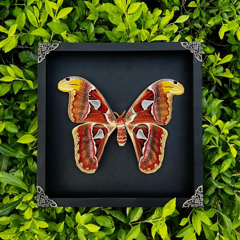 Moth Atlas Butterfly Unique Insect Gothic Entomology Display Oddity Wall Art Hanging Home Decor Dark Gallery Gift Decoration Room art home Wood Hanger