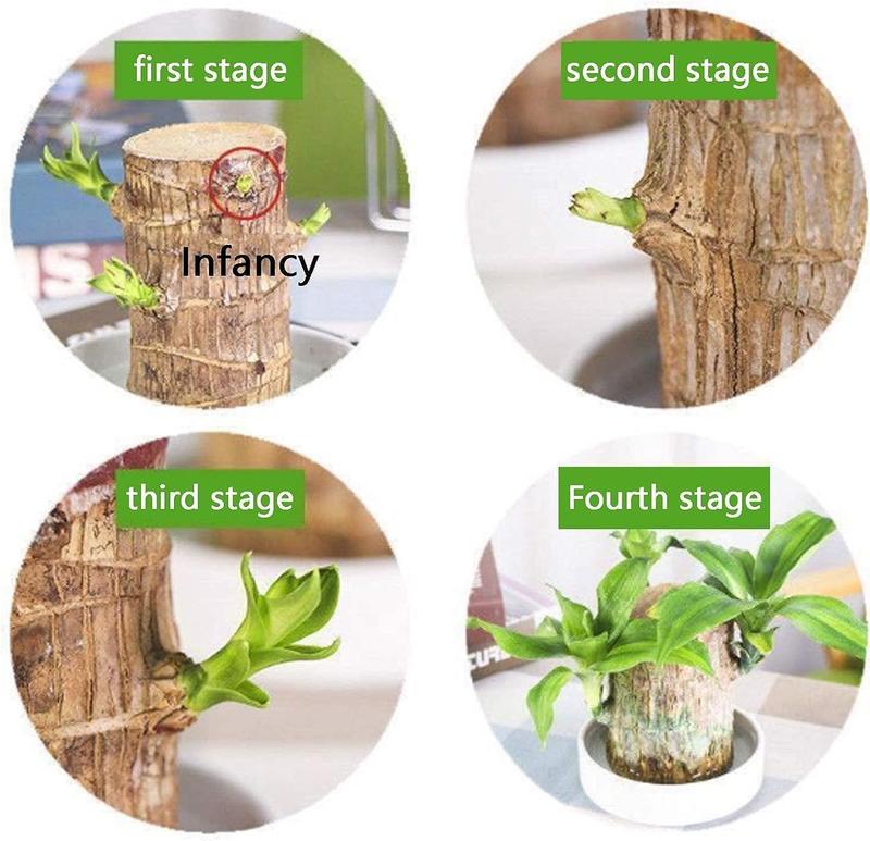 2PCS-Brazilian Lucky WoodBrazillian Wood Money Tree, Brazilian Lucky Wood Gifts for New Home,Indoor Office Desktop Decor