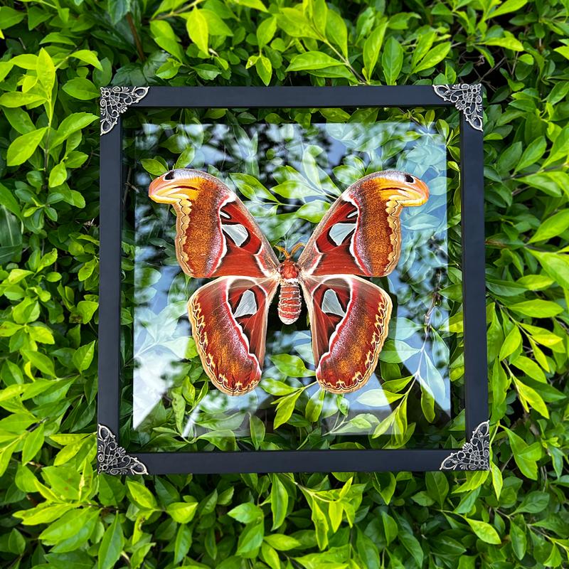 Moth Atlas Butterfly Unique Insect Gothic Entomology Display Oddity Wall Art Hanging Home Decor Dark Gallery Gift Decoration Room art home Wood Hanger