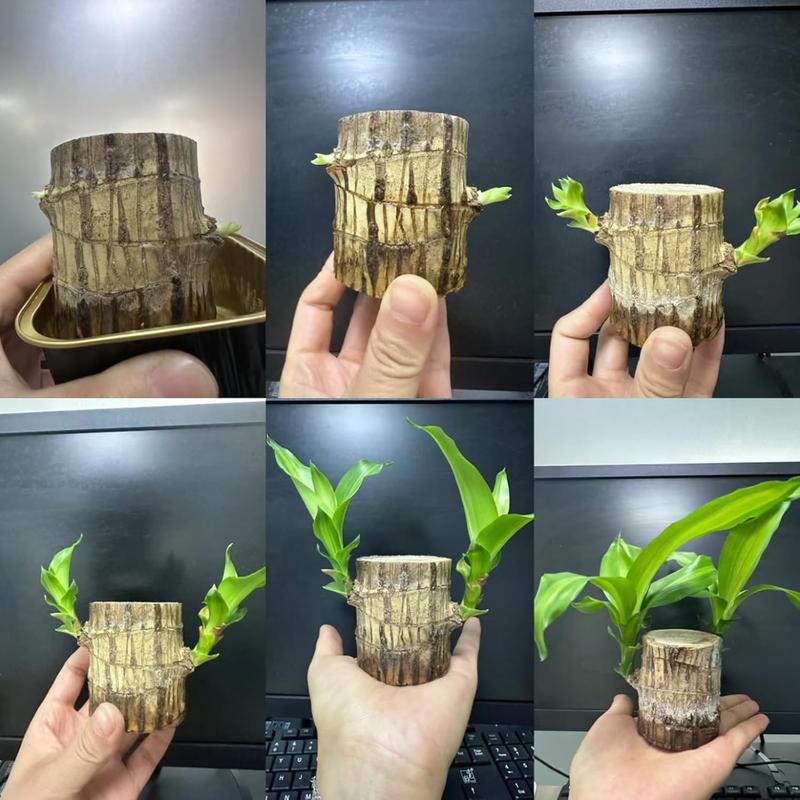 2PCS-Brazilian Lucky WoodBrazillian Wood Money Tree, Brazilian Lucky Wood Gifts for New Home,Indoor Office Desktop Decor